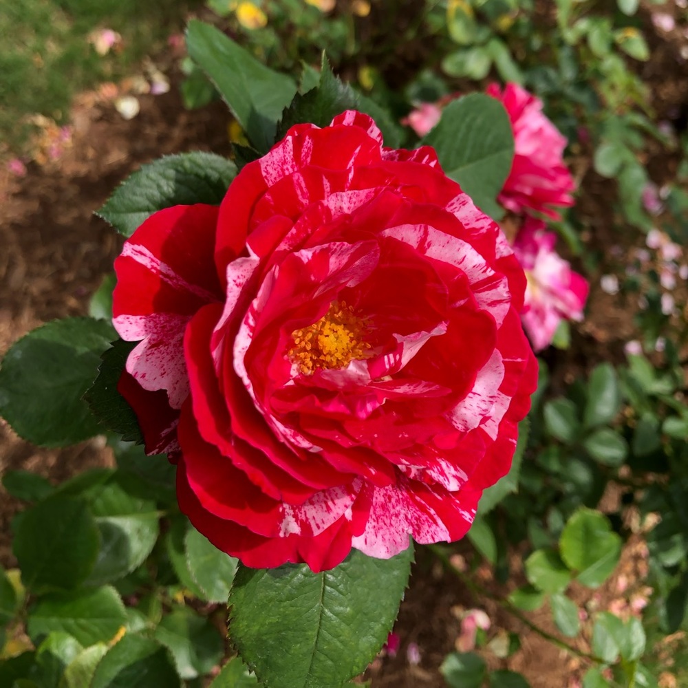 Meet your Posher, Aly